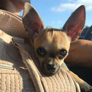 Meet your Posher, Casey